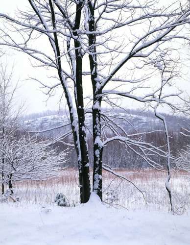 Arctic Meadows 2 Nature Conservancy Preserve, Sussex County, NJ (MF).jpg